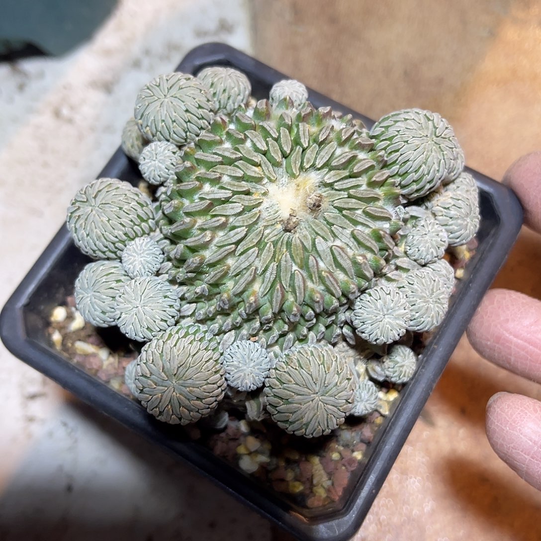 精巧丸仙人球一物一拍