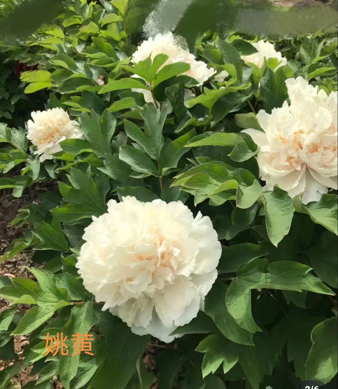 【姚黄 】洛阳新世界牡丹基地直发