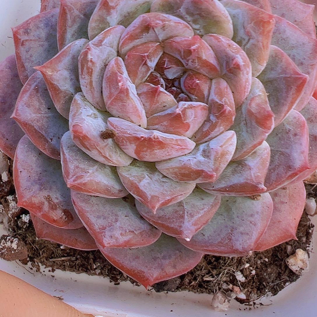 云冰19包邮多肉植物