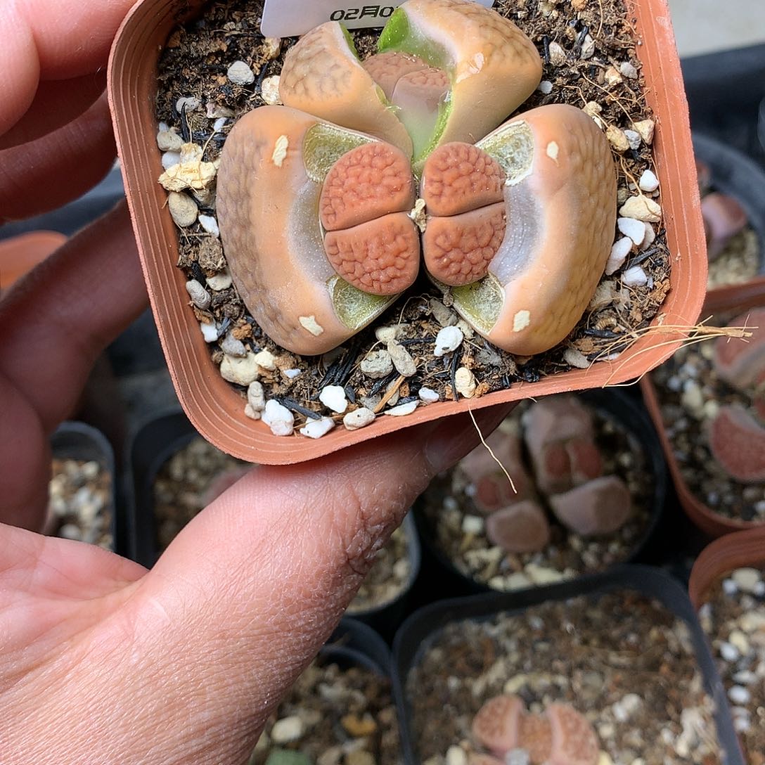 D143多肉植物保护研究所