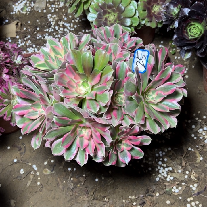 多肉植物粉女郎法师25