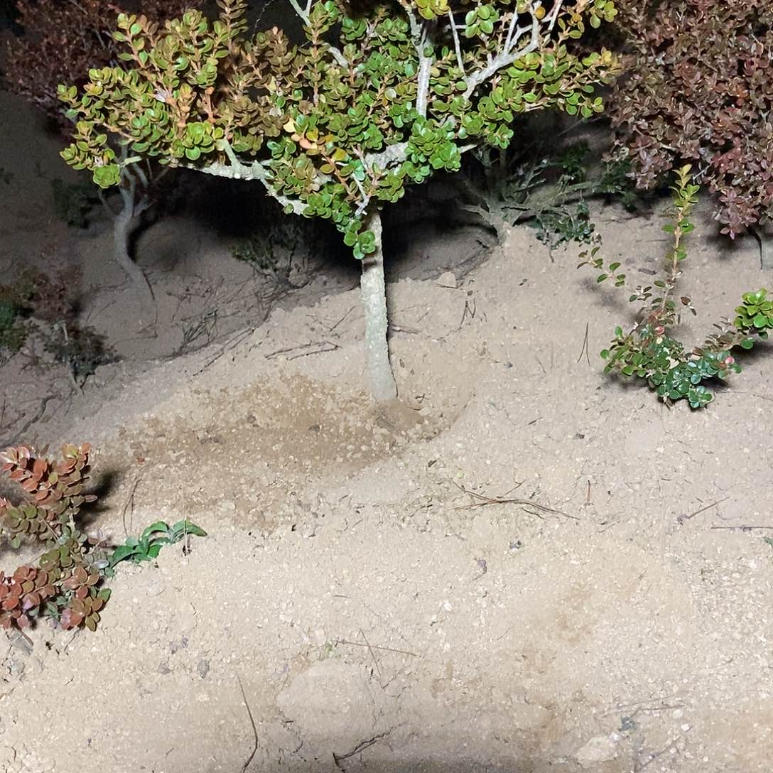 微***夏安徽大别山珍珠黄杨