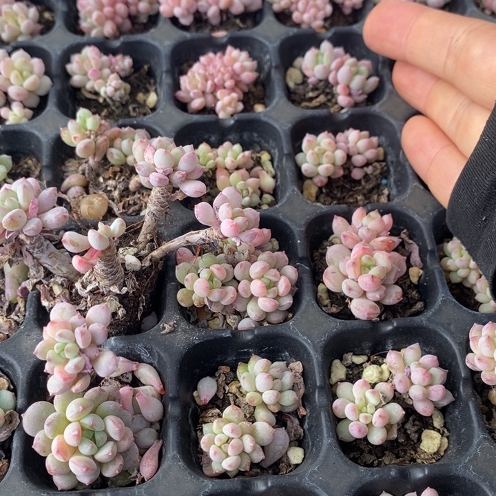 119 多肉植物盆栽花卉