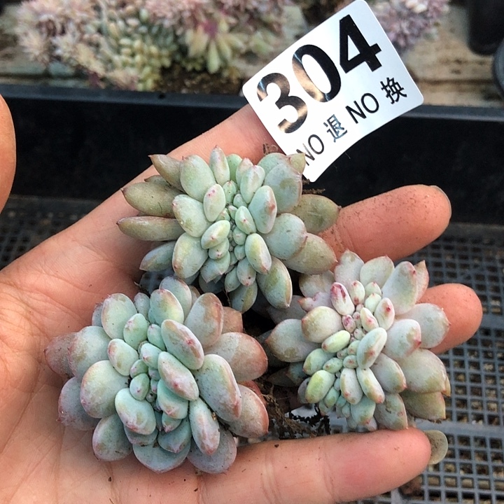 星影高板子缀化福利 304