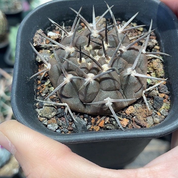 实生武勋仙人球一颗