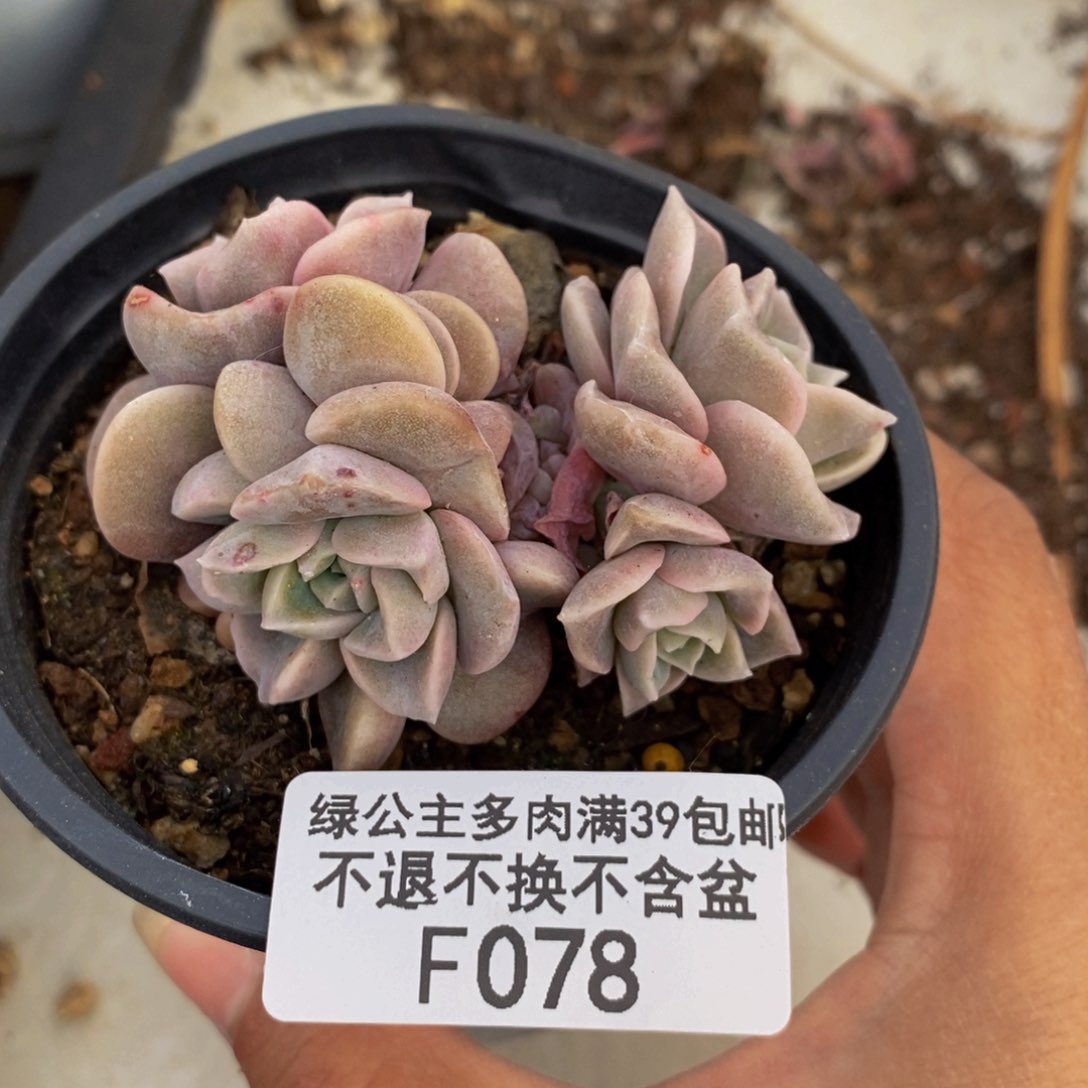 078可爱玫瑰多肉有砍