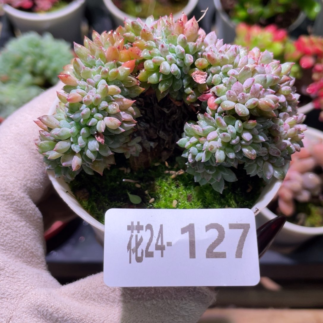 花利美24-127莱恩小精灵缀化