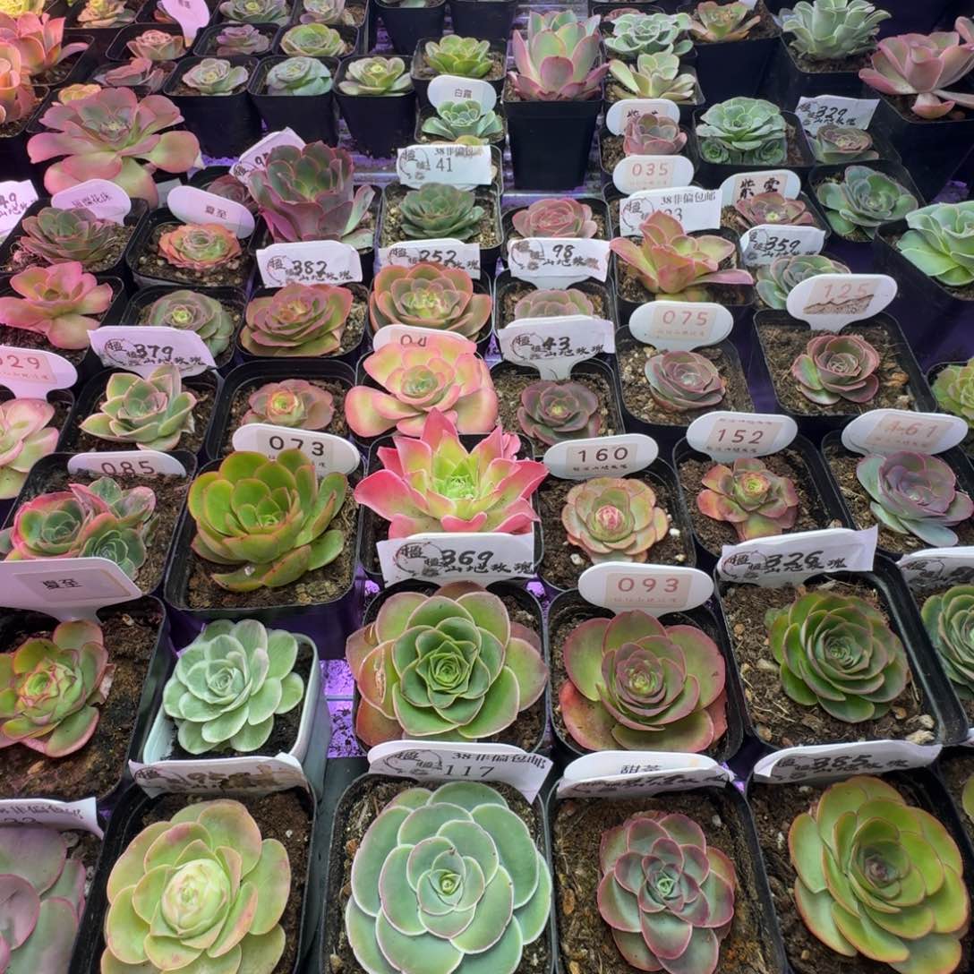 一袋泥炭土-------