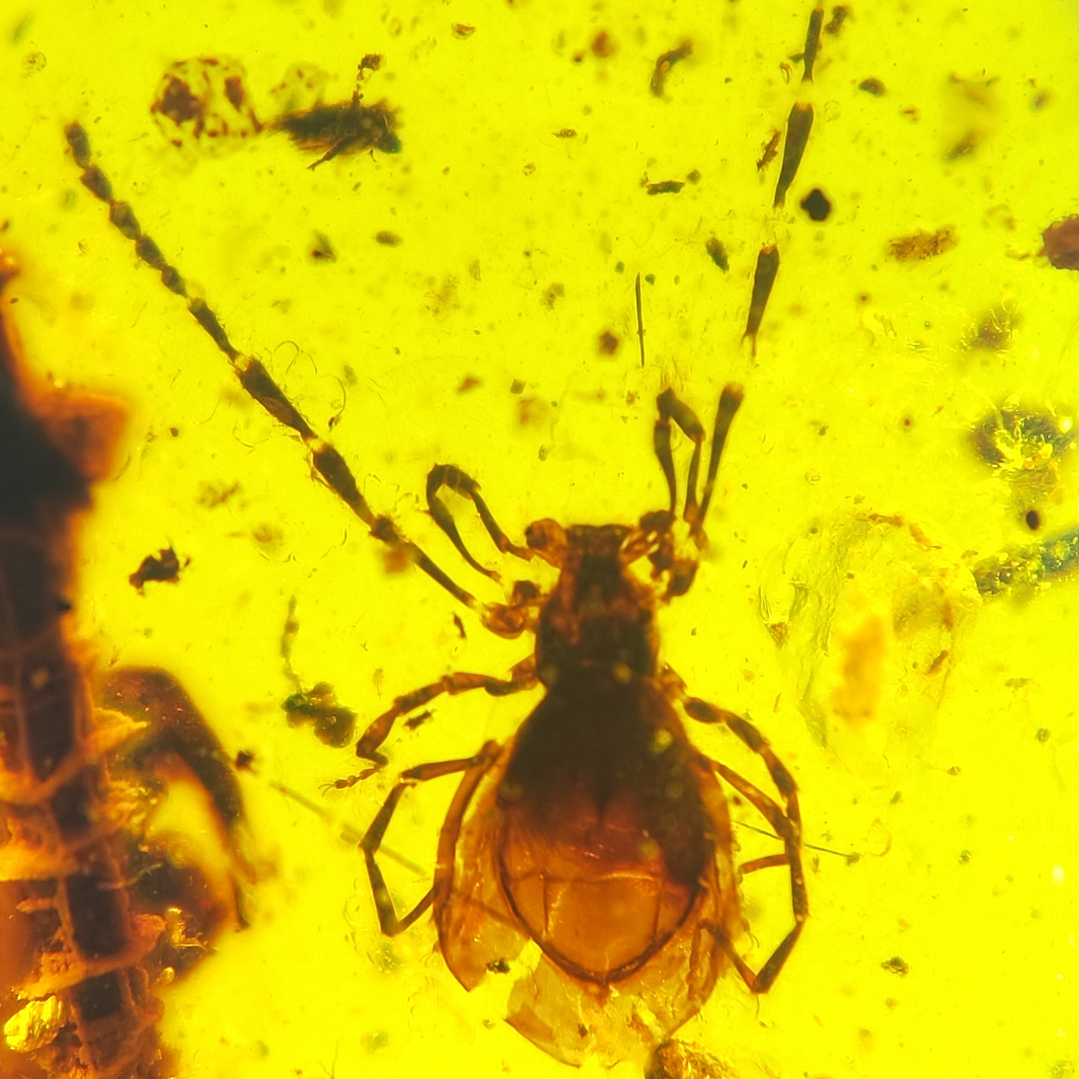 怪虫天然缅甸琥珀虫珀戒面配饰原石裸石无优化化石昆虫珠宝首饰