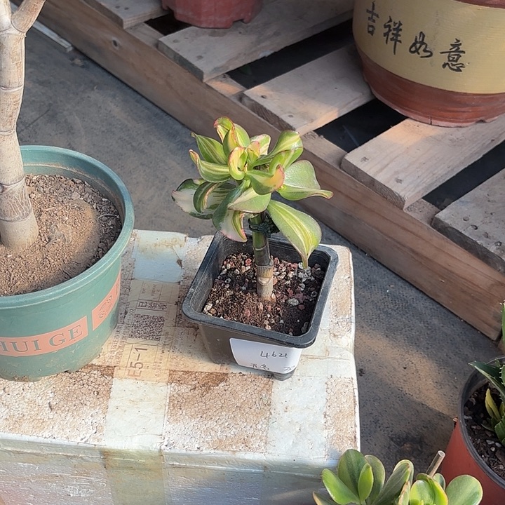 无****当前无花栽培后可以开花卷叶30