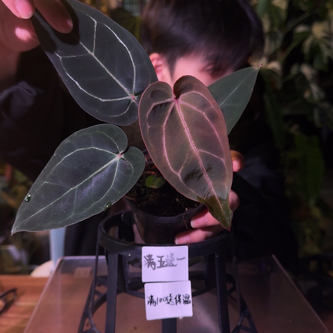 不开花植物G314紫水晶杂红水晶