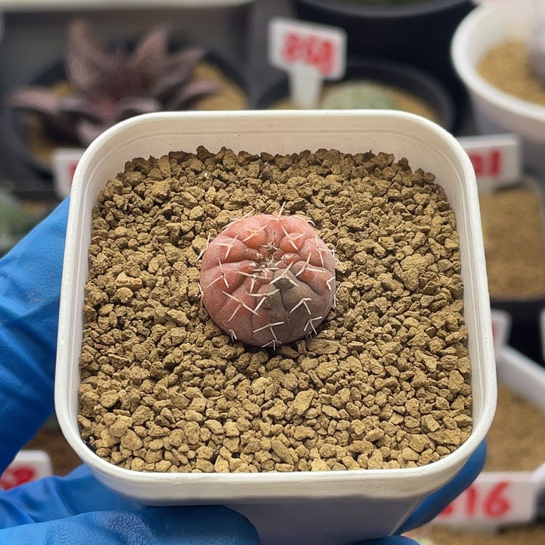 实生怪龙丸锦仙人球多肉