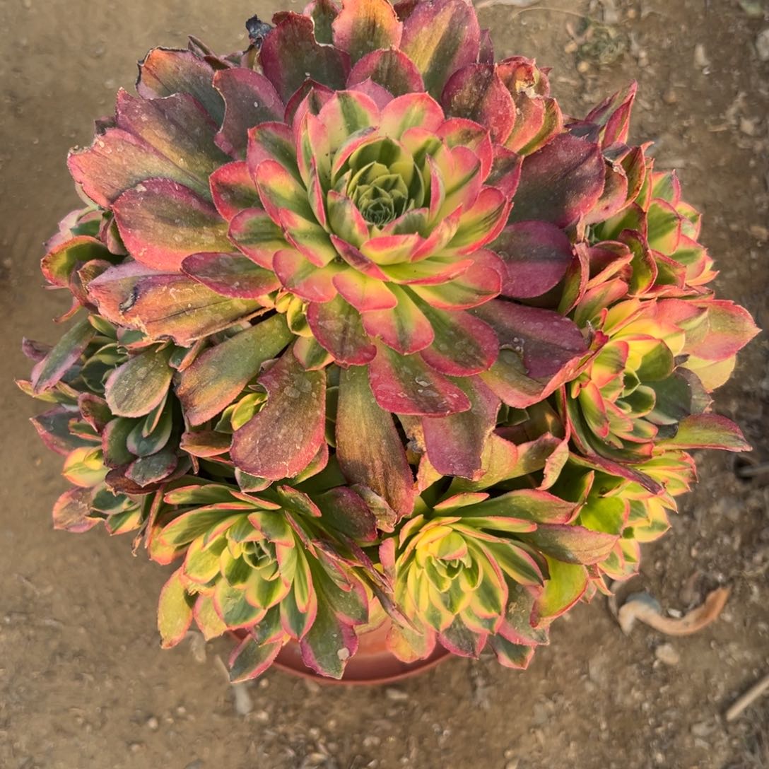 多肉植物海王手捧