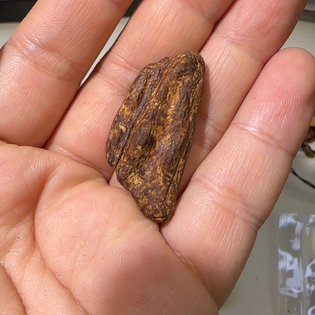 【闪购商品】沉香沉香碎屑斯里兰卡千年碳化红土0.99克