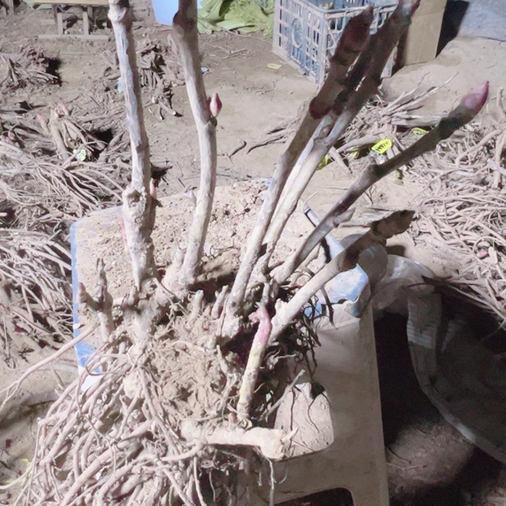 当前无花栽培后可以开花岛津