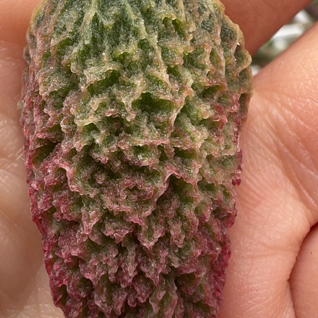 网格倒刺芭蕉扇叶子多肉植物