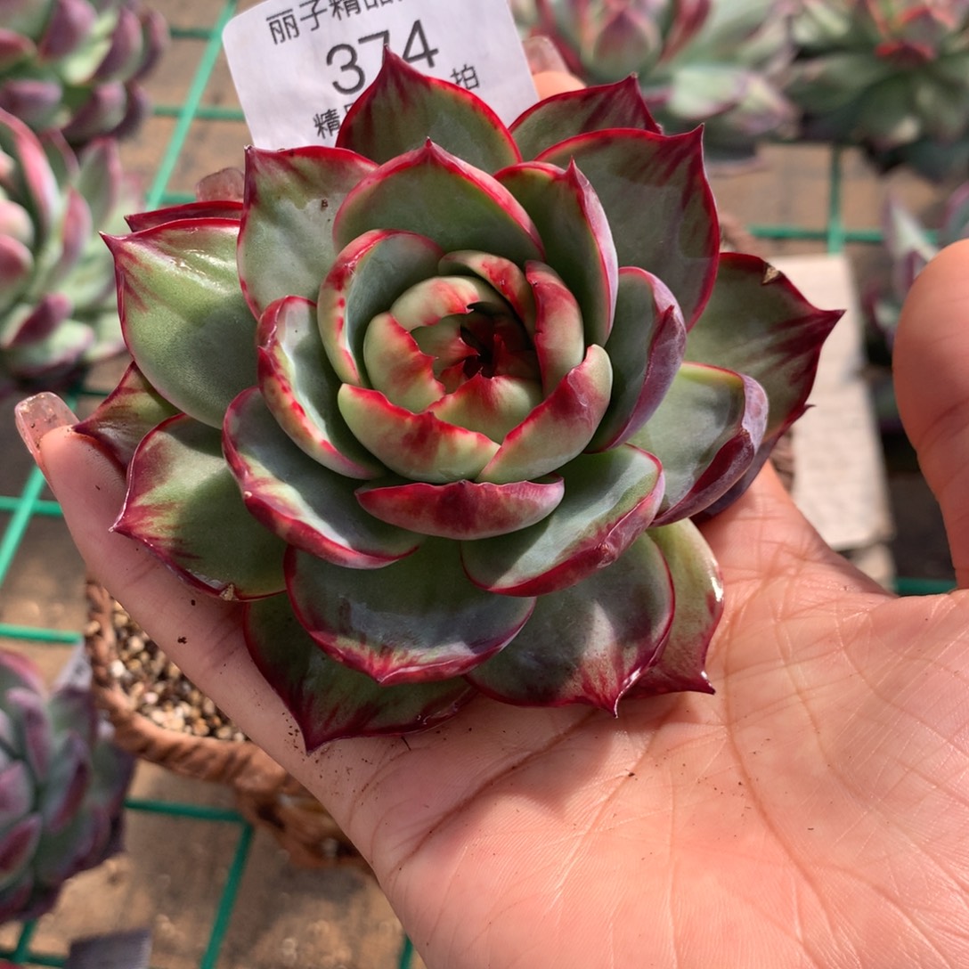 374号多肉植物，8厘米