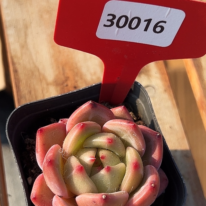 糖心       30016号  