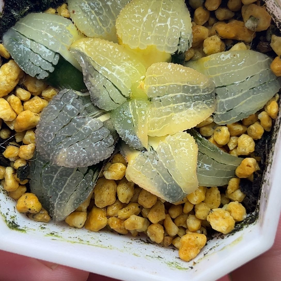 天空之镜锦十二卷多肉植物