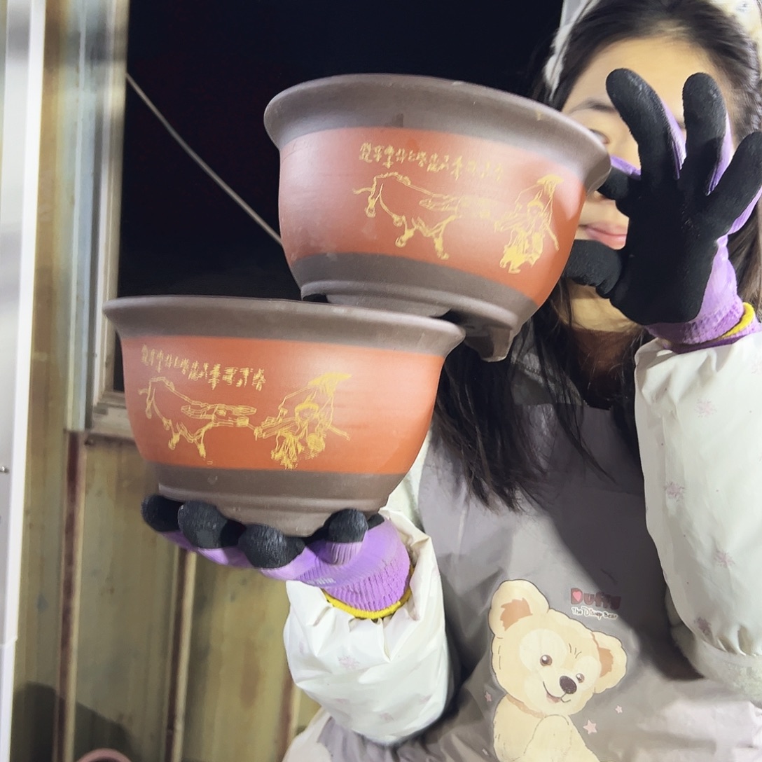 17+17红色放牛娃三角金钟