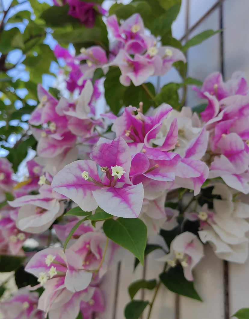 【红心樱花】三角梅爆品爬藤原盆原土绿植盆栽四季开花