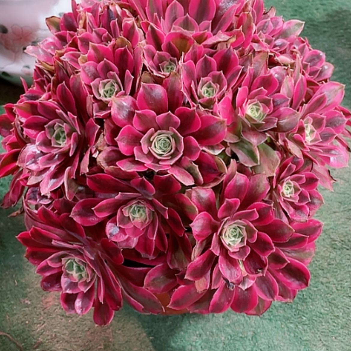 【闪购商品】法师好看也好，养粉女妖