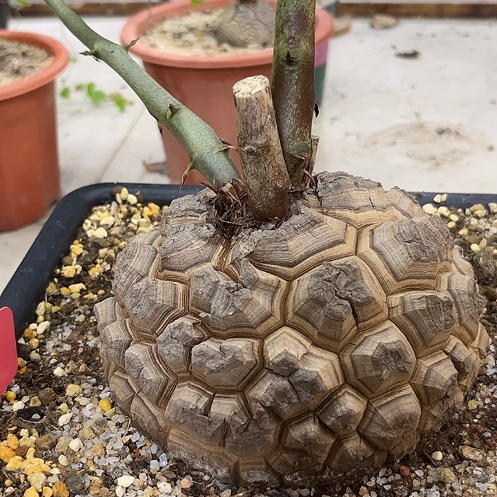 汤圆植物龟甲龙T10