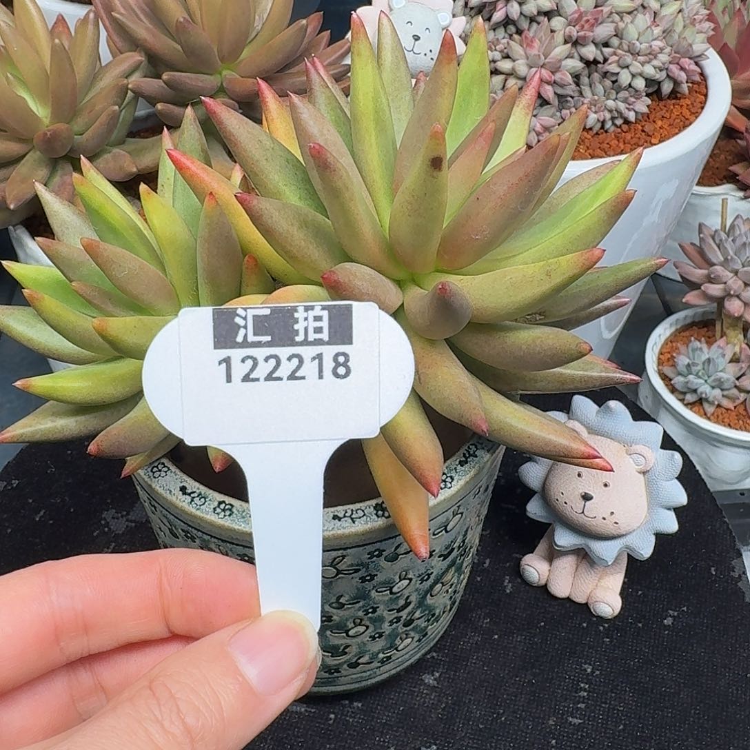 精品多肉植物122218