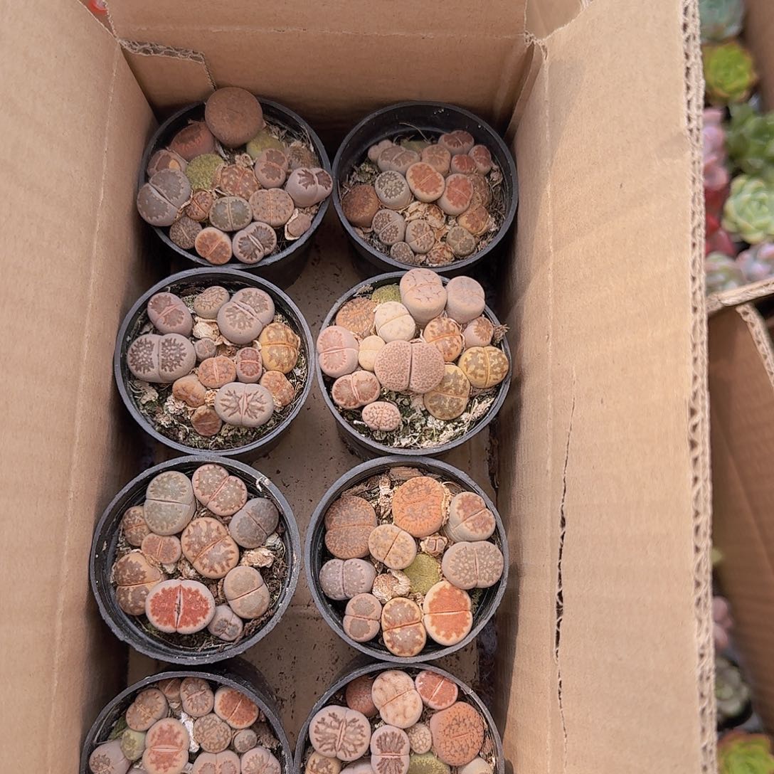 生石花喜欢的去拍