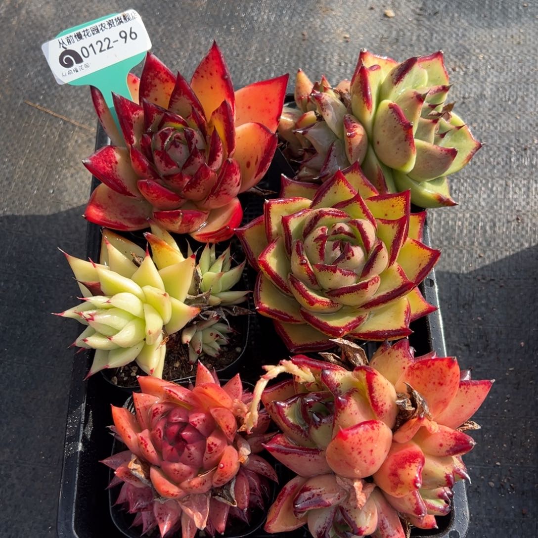 从前慢多肉精选编号0122.96