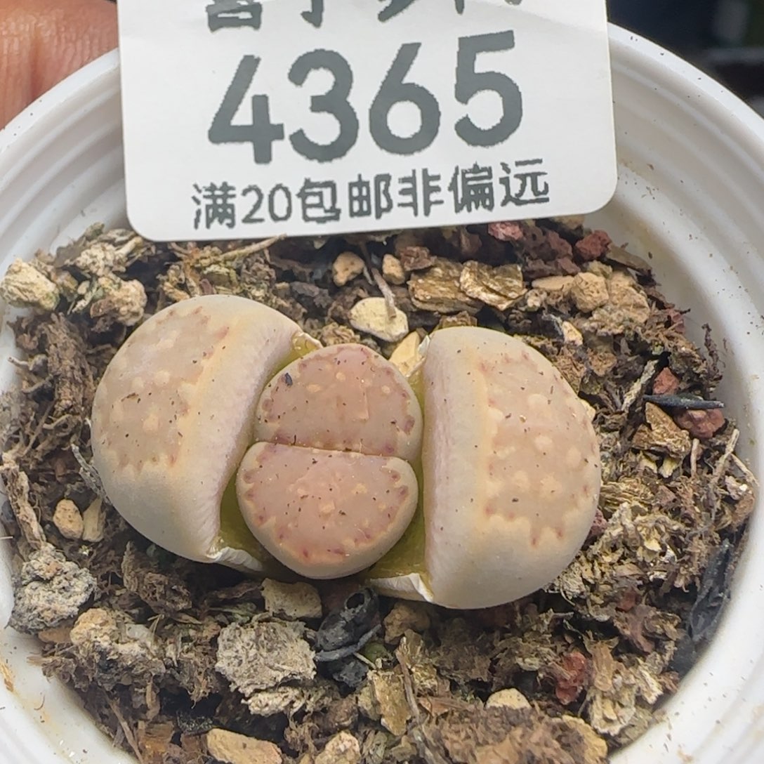 带盆土。   饼干。     