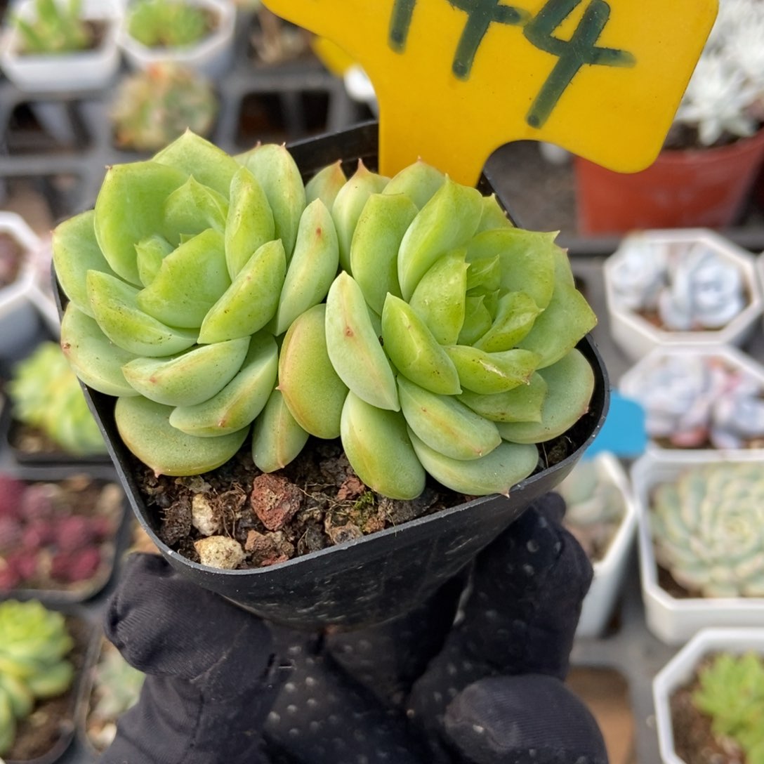 1944宝宝绿多肉植物