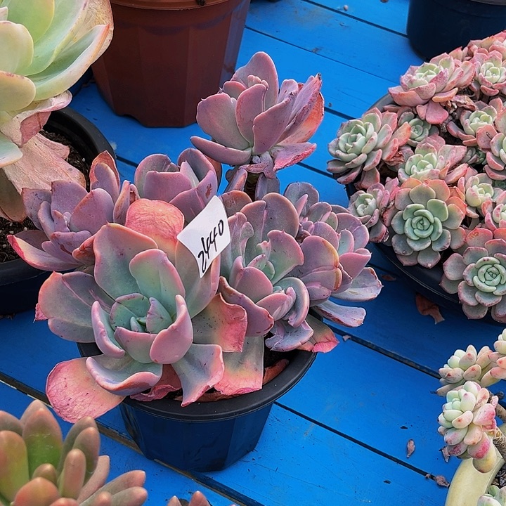 随*疯狂锦群2440