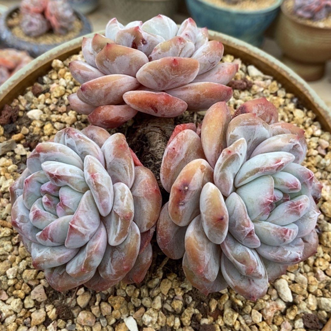 三头大包脸绿地紫心粗腿