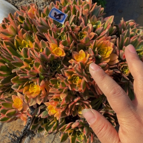 甜茶多肉植物25多肉