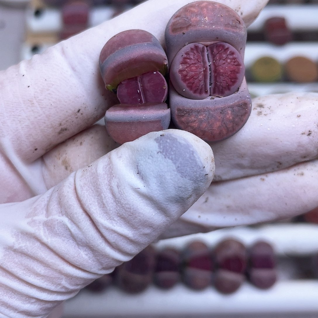 在****愈529 紫菊……………………