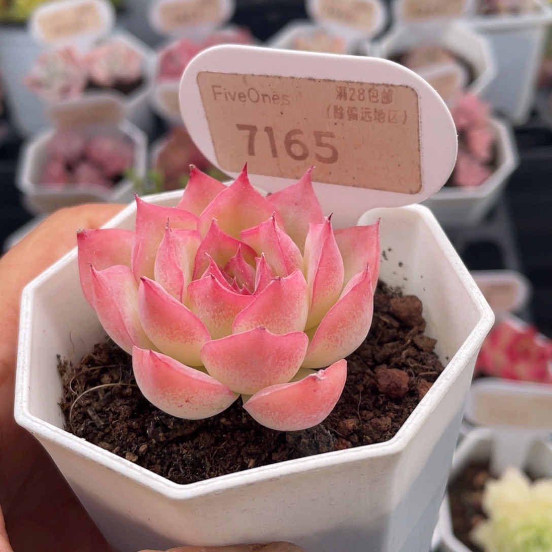 侧影7165-4.5厘米