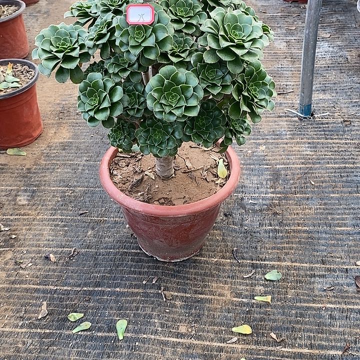 25，绿法师多肉法师多肉法师