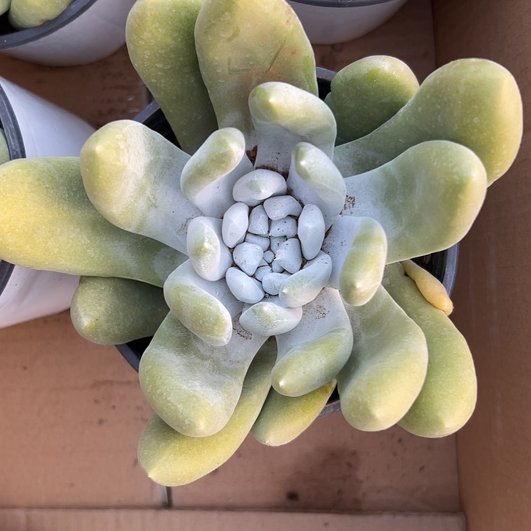 拇指儿多哦我哦植物营养液