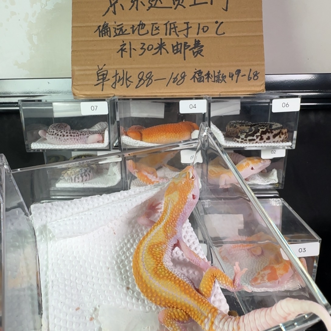 豹纹守宫白黄暴龙弟弟