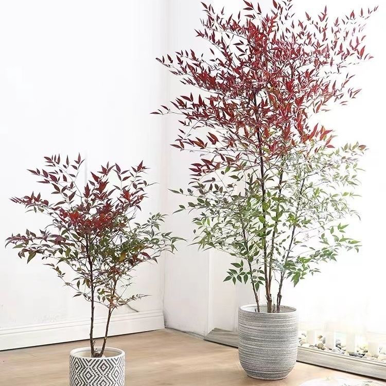 南天竹户外室内植物花园绿植庭院北方耐寒火焰南天竹四季盆栽地栽