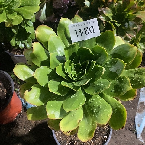 241绿玫瑰多肉法师锦