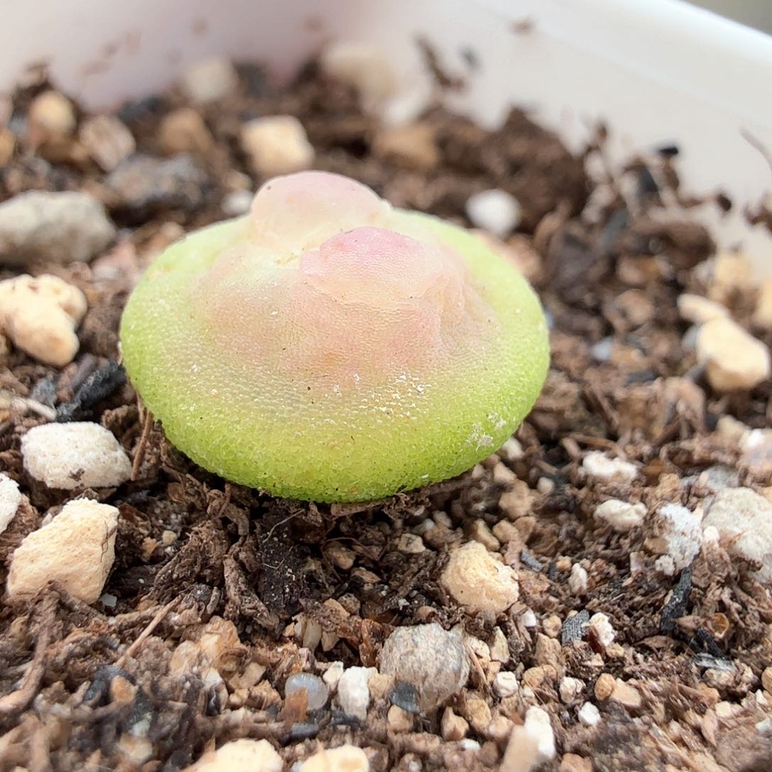 2.5.31/1.1厘米飞碟体粉啾啾紫皮拉登