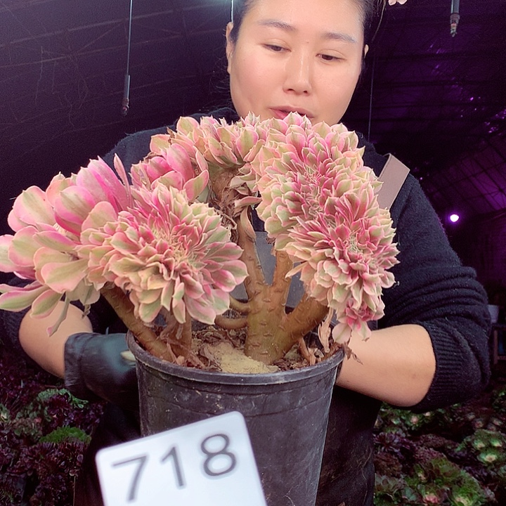 柒柒精品多肉脱土发货不包断侧枝718