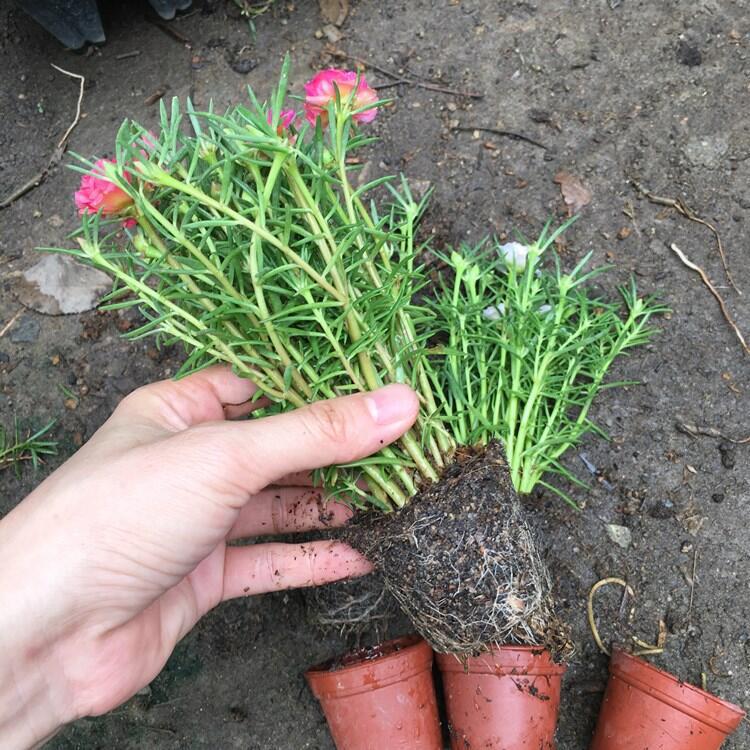 太阳花盆栽苗重瓣混色四季开花耐晒耐热植物室外阳台庭院带根花苞
