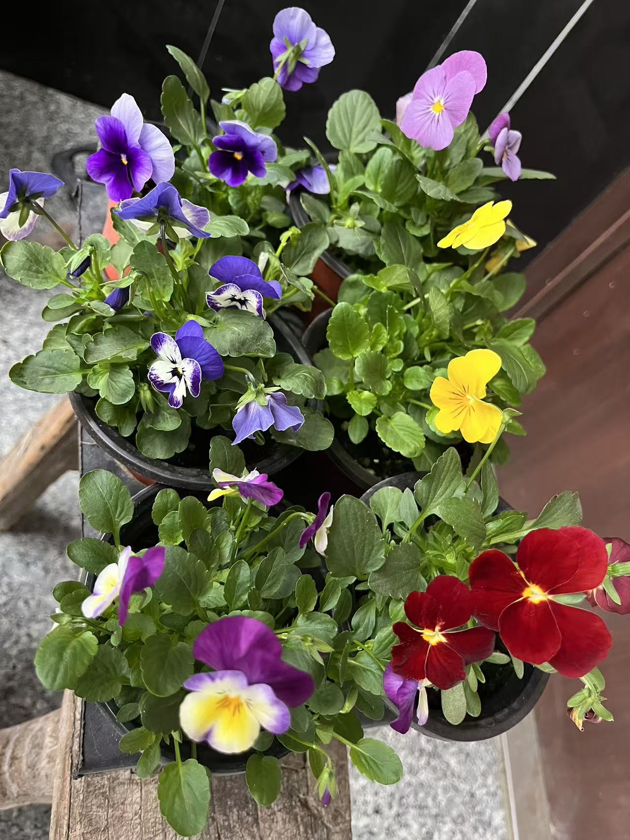 【6盆】角堇带花盆栽庭院阳台花卉冬春开花耐寒草花多色120口径盆