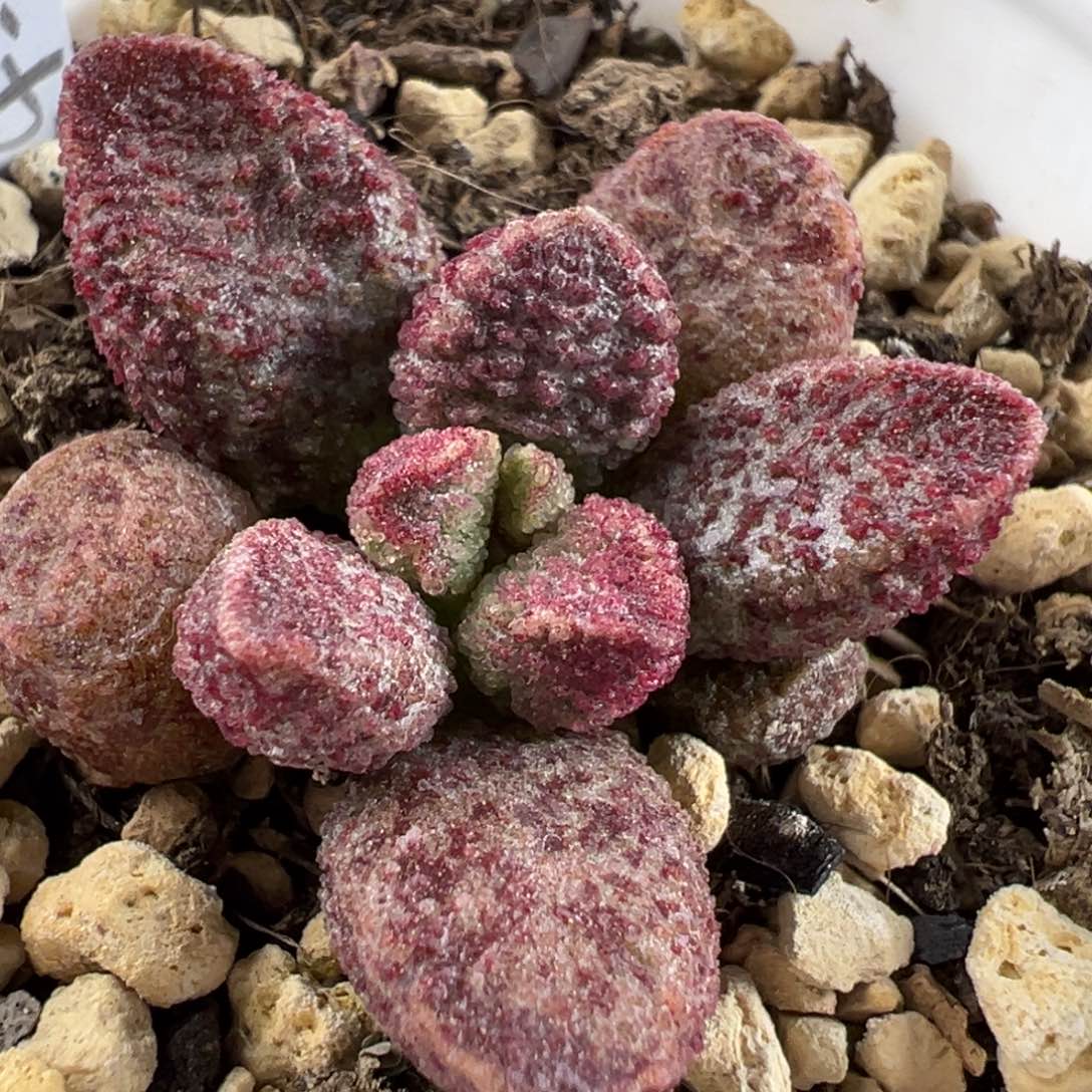 实生新品023-1835单头花型