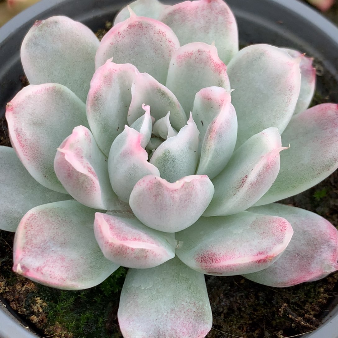 辛普森j j j j j j