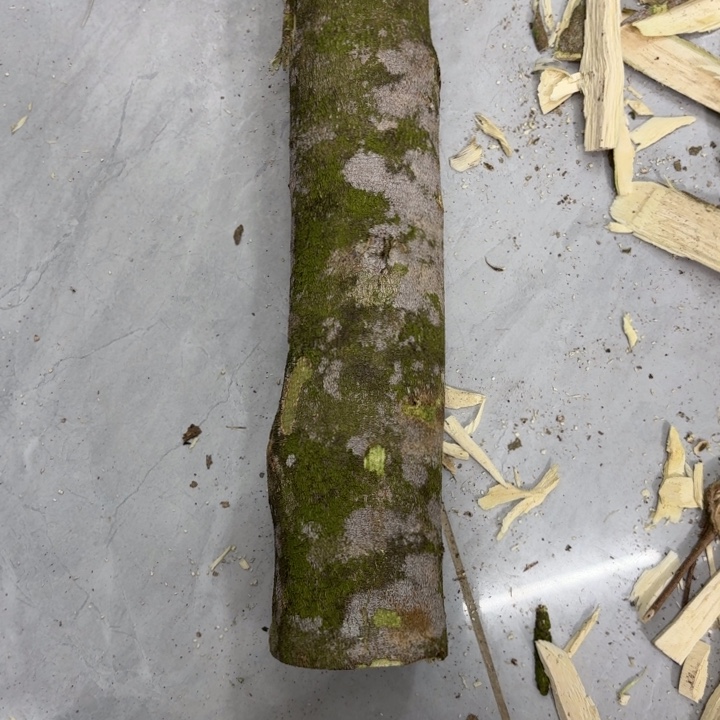 见***春木紫琪原木发一份