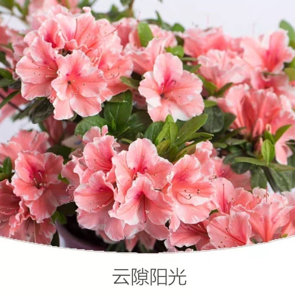 安酷杜鹃云隙阳光多季节开花
